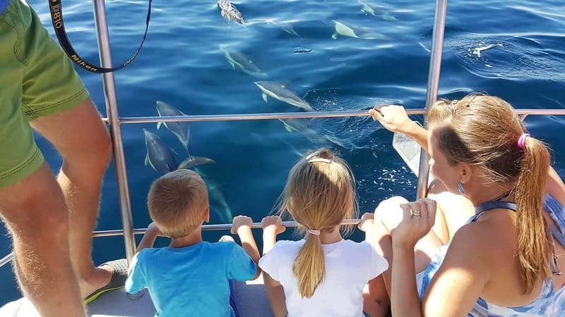 From Lagos: Dolphin Watching Catamaran Cruise - Key points to know before you book
