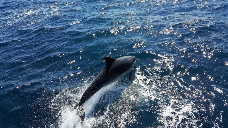 From Lagos: Dolphin Watching Catamaran Cruise - The dolphins are wild, so expectations matter