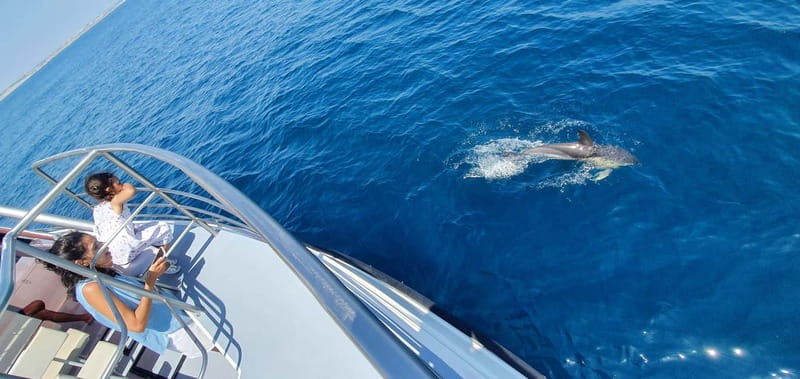From Lagos: Dolphin Watching Catamaran Cruise - Finding your best place on the catamaran