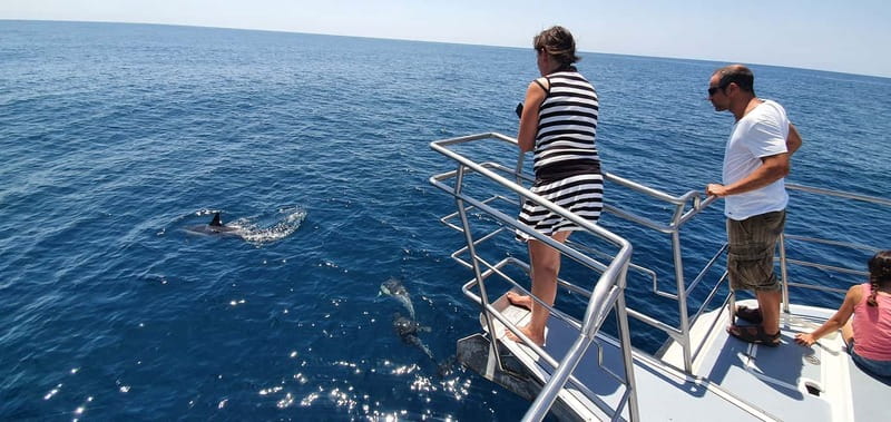 From Lagos: Dolphin Watching Catamaran Cruise - Timing, weather, and cancellation flexibility