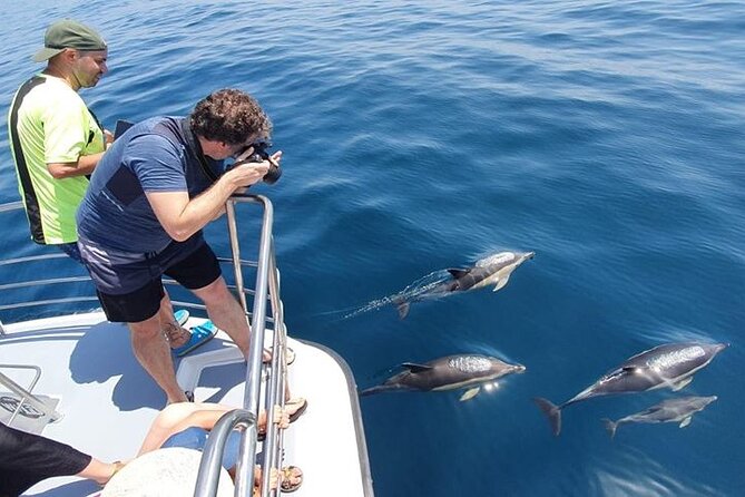 From Lagos: Dolphin Watching Cruise on a Catamaran - Searching for dolphins in the open Atlantic