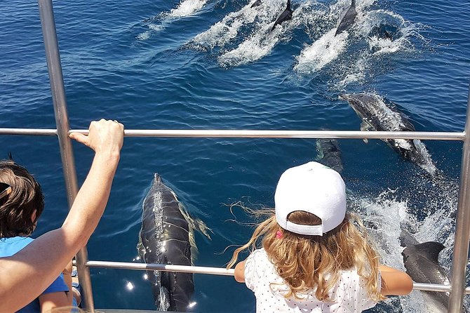 From Lagos: Dolphin Watching Cruise on a Catamaran - Why the catamaran works well for dolphin watching
