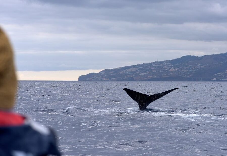 From Machico: Madeira Whale and Dolphin Watching Boat Tour - Safety Briefing, Vests, and Windbreakers