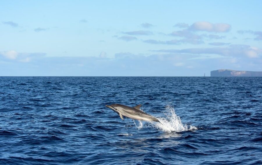 From Machico: Madeira Whale and Dolphin Watching Boat Tour - What the Marine Biologist Adds