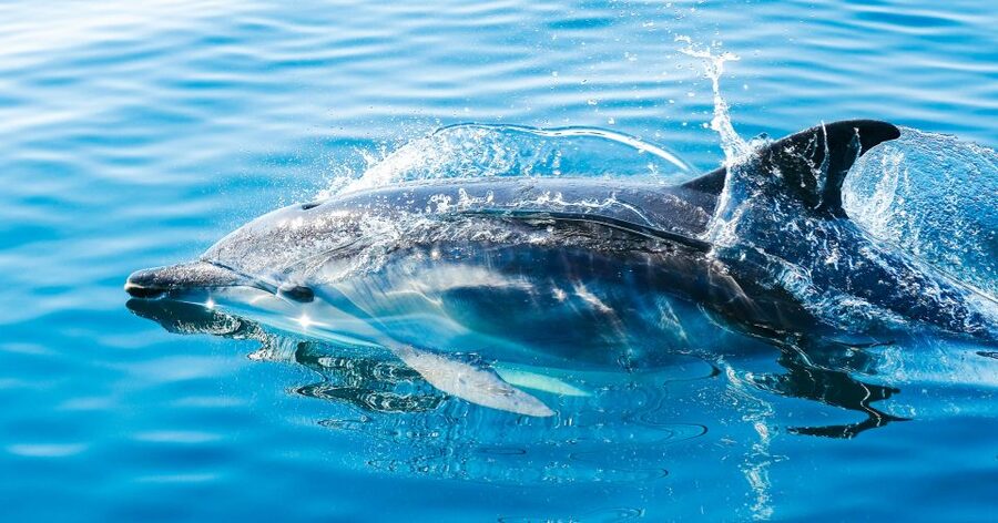 From Malaga: Day trip to Gibraltar and Dolphin Boat Tour - Why the dolphin cruise is the heart of the day