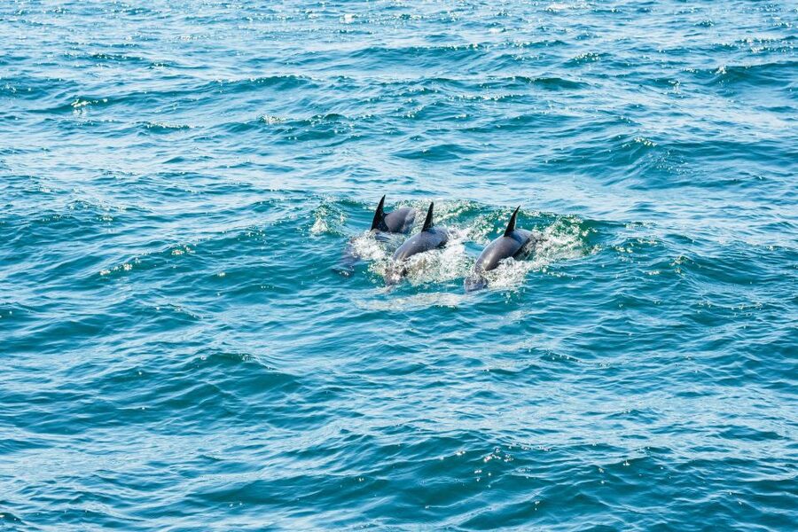From Malaga: Day trip to Gibraltar and Dolphin Boat Tour - Lunch, fish and chips, and another look around