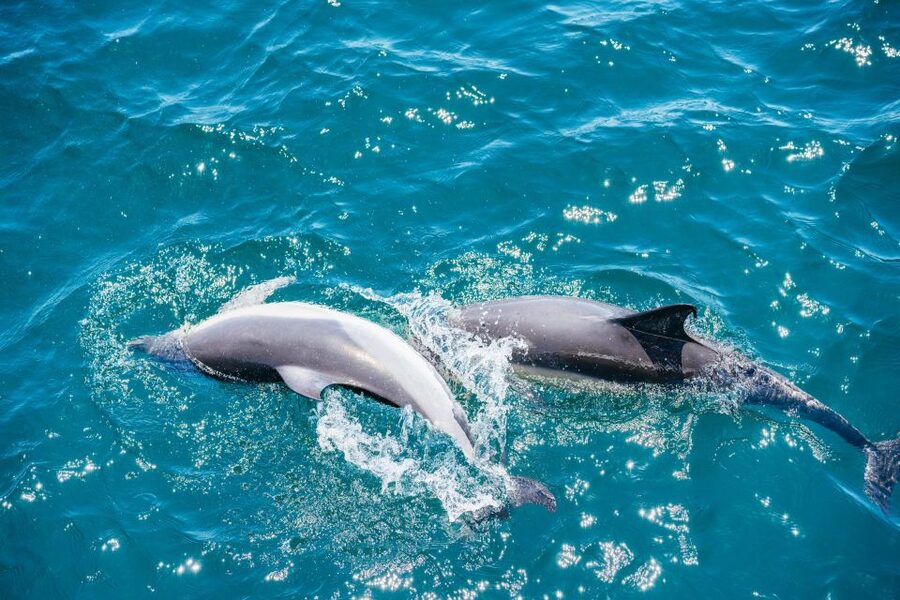From Malaga: Day trip to Gibraltar and Dolphin Boat Tour - Who will enjoy this tour most?