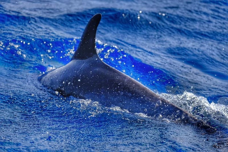 From Morro Jable: Dolphin and Whale Watching and Snorkelling - A speedboat search from Morro Jable