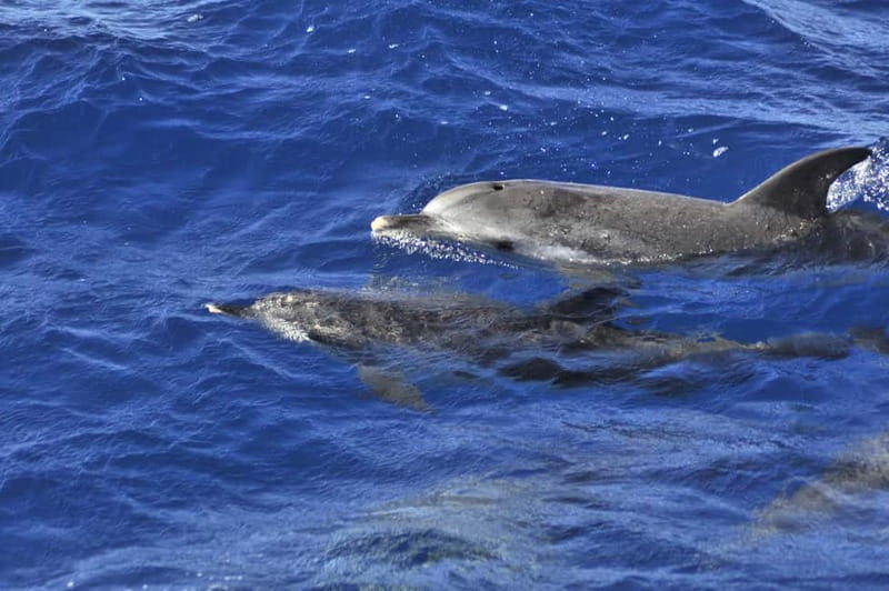 From Morro Jable: Dolphin and Whale Watching and Snorkelling - Pickup and getting to the port