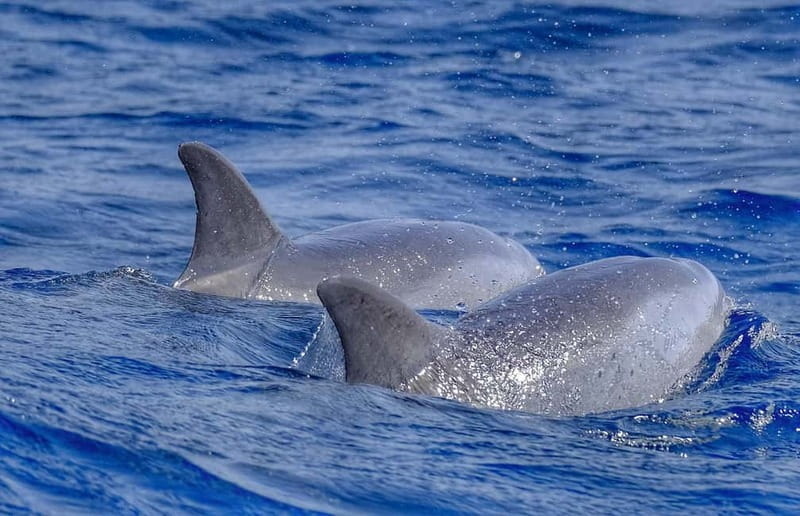 From Morro Jable: Dolphin and Whale Watching and Snorkelling - Searching for dolphins and pilot whales