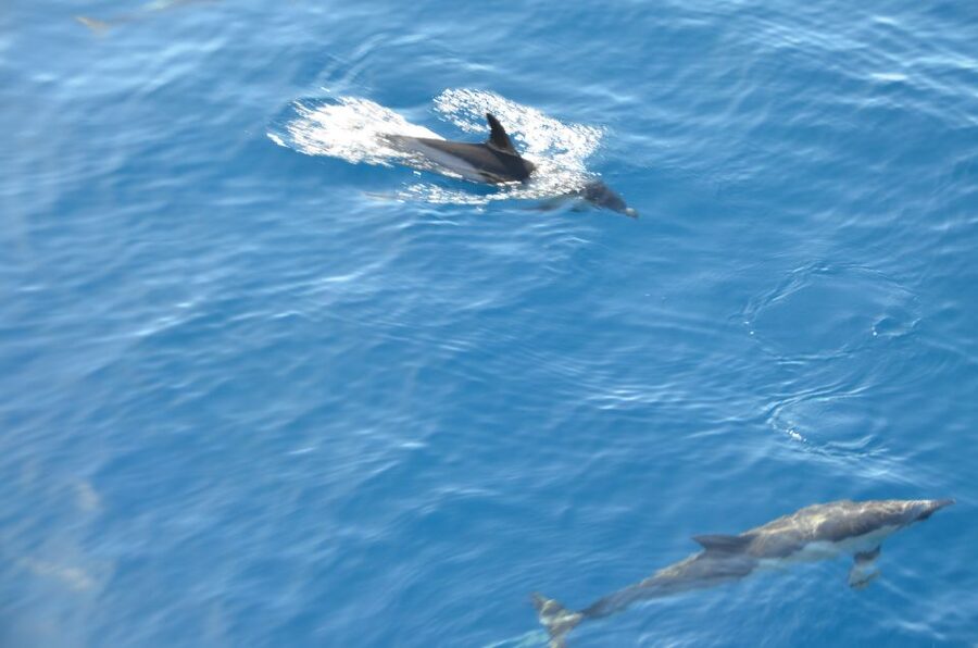 From Morro Jable: Dolphin and Whale Watching and Snorkelling - The 30-minute snorkeling stop