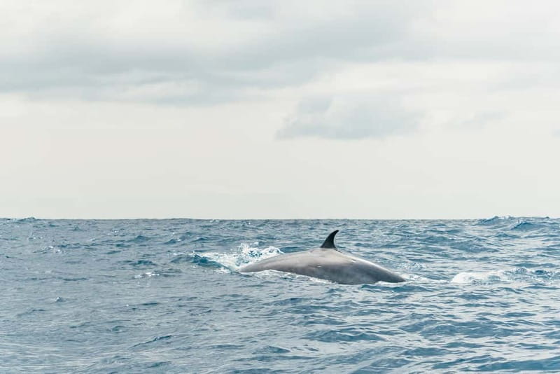 From Morro Jable: Dolphin and Whale Watching and Snorkelling - A cold drink and a lively crew