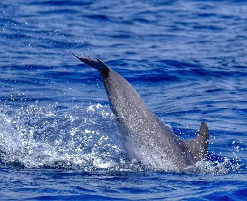 From Morro Jable: Dolphin and Whale Watching and Snorkelling - How much value do you get for $61?