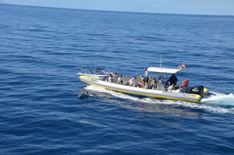 From Morro Jable: Dolphin and Whale Watching and Snorkelling - Who should book this experience?