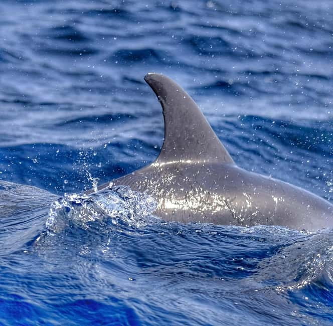 From Morro Jable: Dolphin and Whale Watching and Snorkelling - Booking, cancellation, and languages