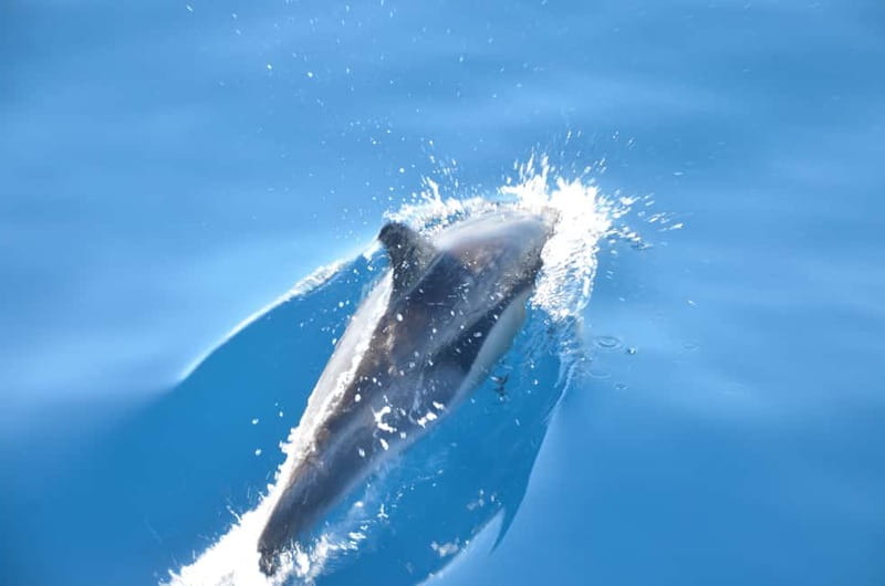 From Morro Jable: Dolphin and Whale Watching and Snorkelling - What the Atlantic ride feels like