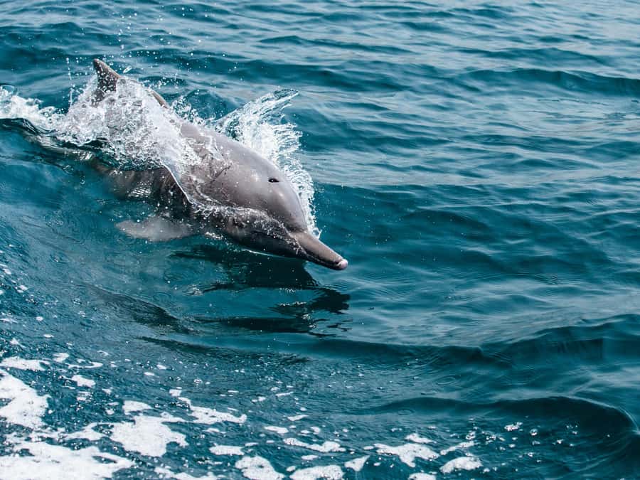 From Muscat: Discover Dolphins Day Trip - Key points for your Muscat dolphin trip