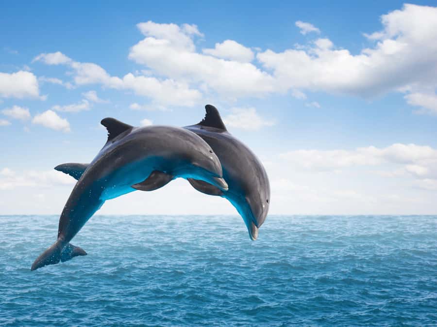 From Muscat: Discover Dolphins Day Trip - The dolphin behaviors you may see