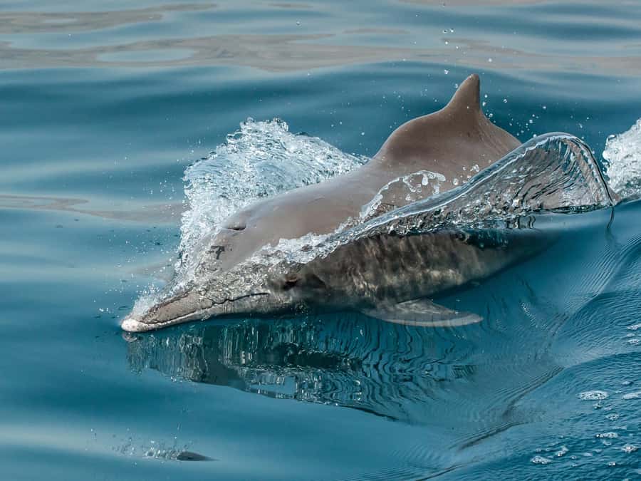 From Muscat: Discover Dolphins Day Trip - How the price compares with what you receive