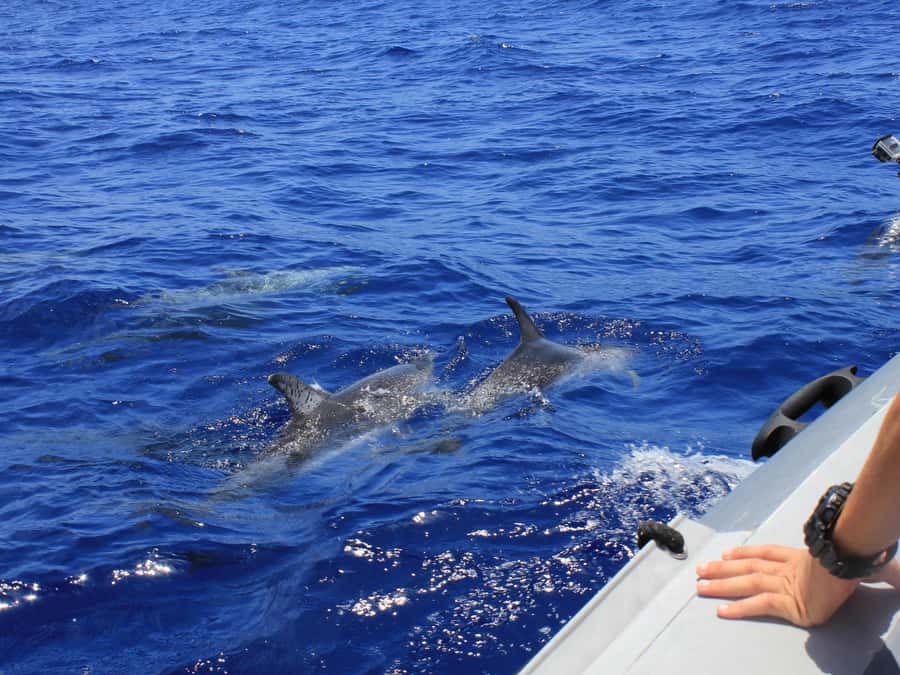 From Muscat: Discover Dolphins Day Trip - What happens during the two-hour outing