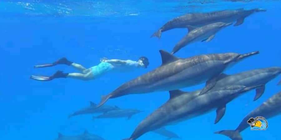 From Nungwi/Kendwa: Mnemba Atoll Starfishes & Dolphins Tour - A busy half-day on Zanzibar’s north coast