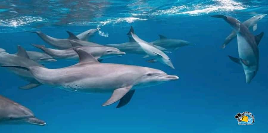 From Nungwi/Kendwa: Mnemba Atoll Starfishes & Dolphins Tour - Snorkeling around Mnemba Atoll