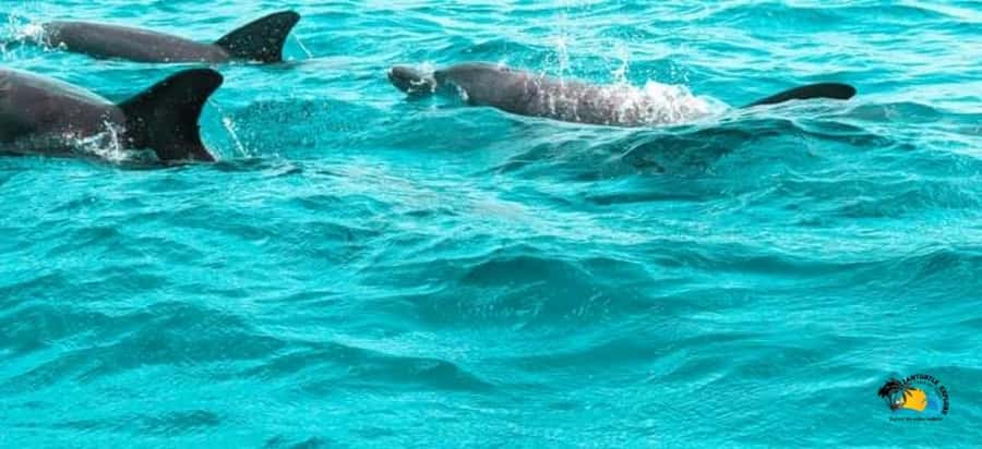 From Nungwi/Kendwa: Mnemba Atoll Starfishes & Dolphins Tour - Setting off from Nungwi or Muyuni Beach