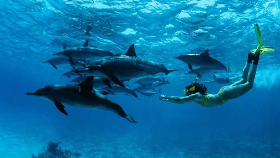 From Nungwi : Mnemba Boat Trip and Dolphin Snorkel Adventure - A sandbank that may vanish with the tide