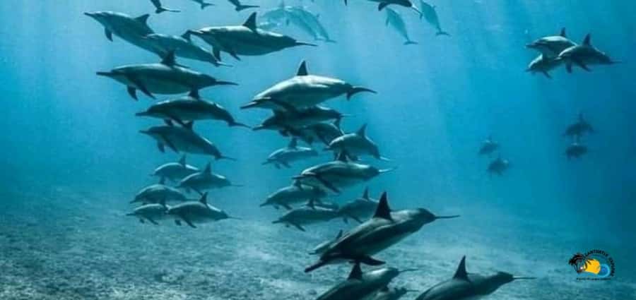 From Nungwi: Mnemba Island Dolphin Watching and Snorkeling - Dolphins before breakfast? Watch the timing