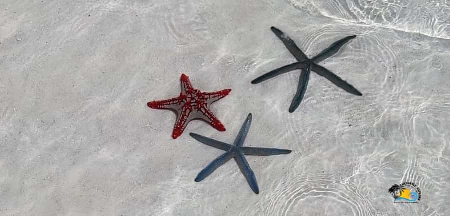 From Nungwi: Mnemba Island Dolphin Watching and Snorkeling - From your Nungwi hotel to the water