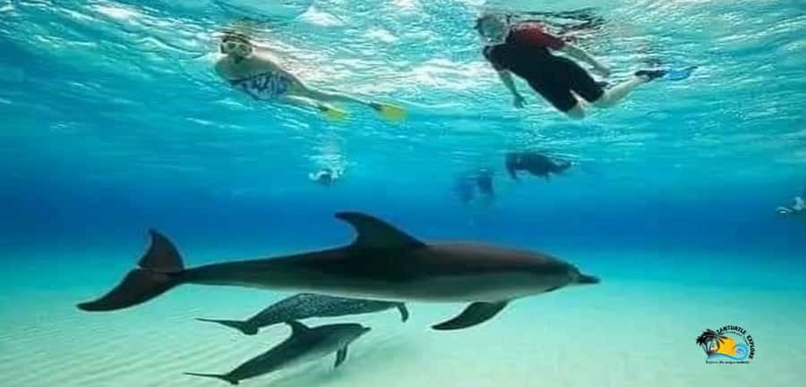 From Nungwi: Mnemba Island Dolphin Watching and Snorkeling - Finding dolphins in their natural setting