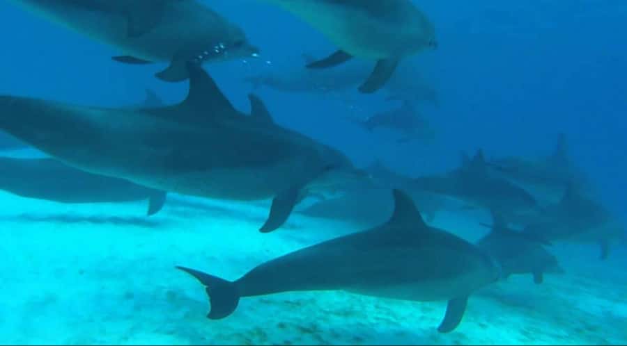 FROM NUNGWI; MNEMBA SNORKELING AND DOLPHIN TOUR - Key points to know before booking