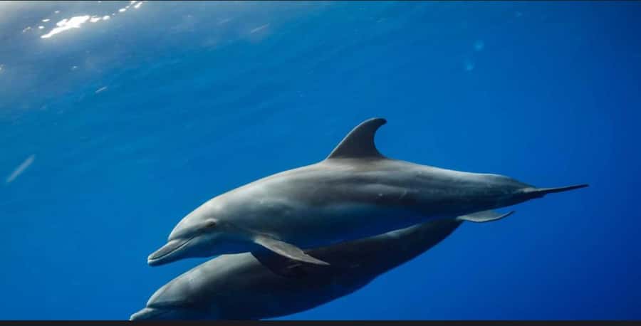 FROM NUNGWI; MNEMBA SNORKELING AND DOLPHIN TOUR - Why Mnemba is the reason to go