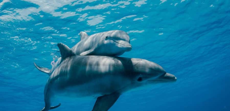 FROM NUNGWI; MNEMBA SNORKELING AND DOLPHIN TOUR - Dolphin watching with realistic expectations