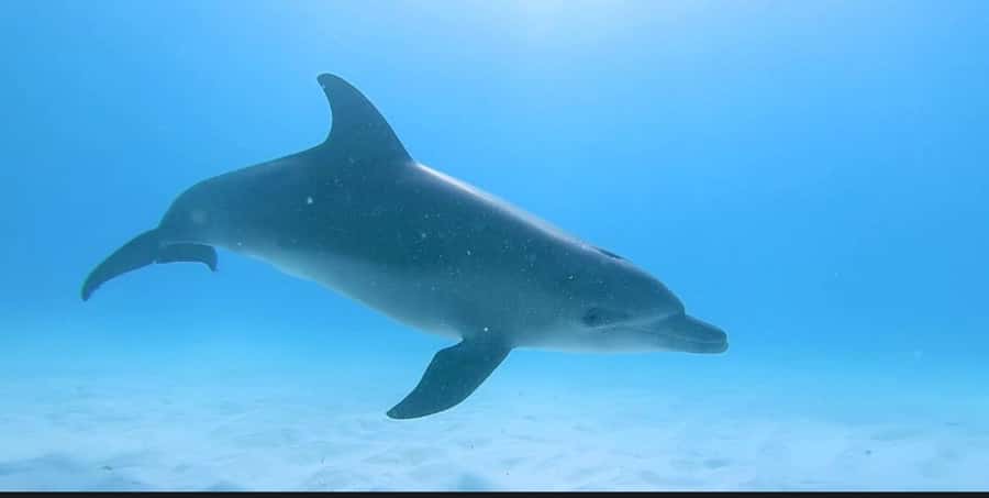 FROM NUNGWI; MNEMBA SNORKELING AND DOLPHIN TOUR - Snorkelling around Mnemba’s coral and fish