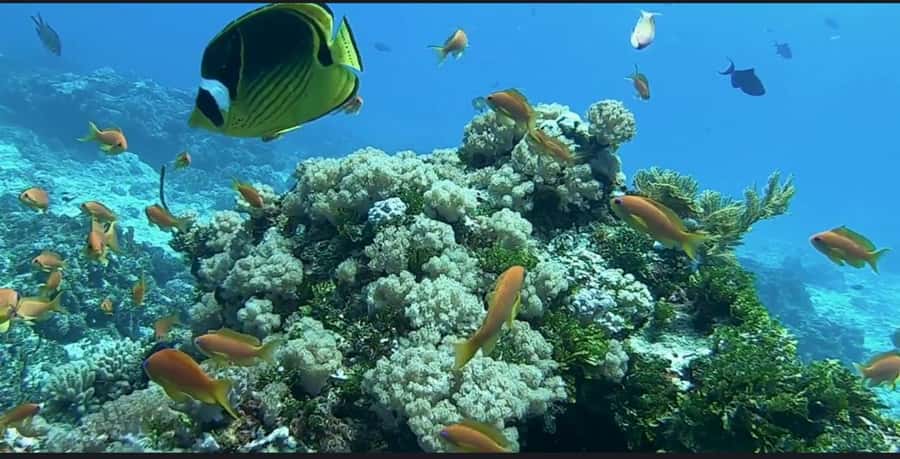 FROM NUNGWI; MNEMBA SNORKELING AND DOLPHIN TOUR - Fruit, coastal views, and the ride back