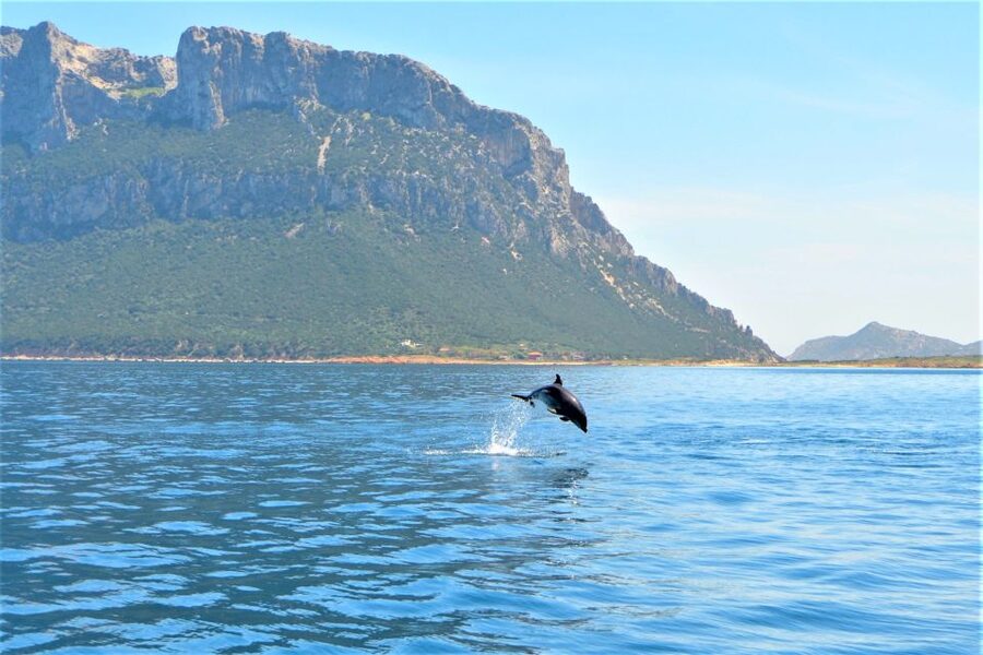 From Olbia: RIB Tour to Capo Figari with Dolphin Sighting - Key points to know before booking