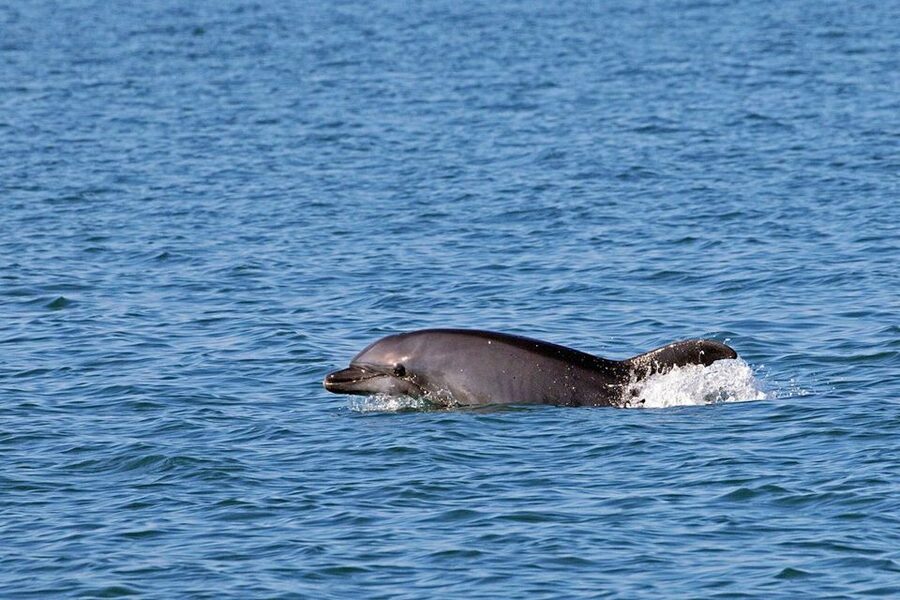 From Olbia: RIB Tour to Capo Figari with Dolphin Sighting - FAQ