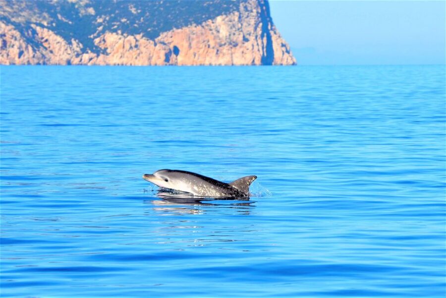 From Olbia: RIB Tour to Capo Figari with Dolphin Sighting - From Olbia marina to Figarolo Island