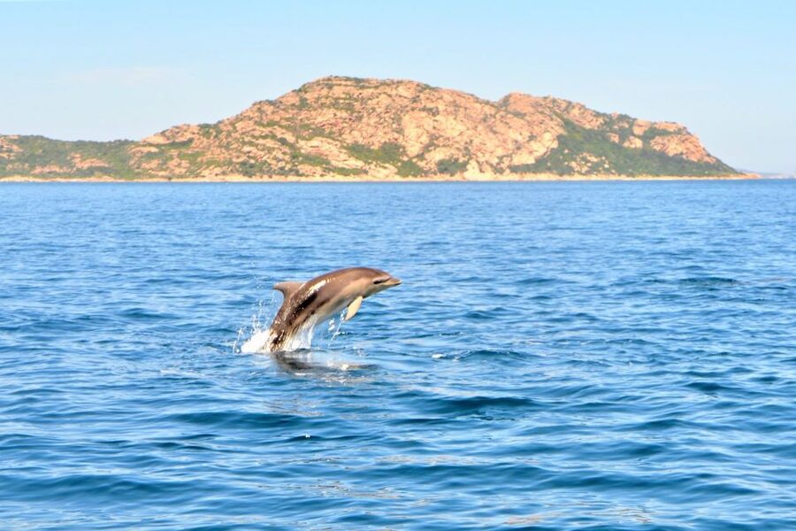 From Olbia: RIB Tour to Capo Figari with Dolphin Sighting - Cala Moresca, Capo Ceraso, and the changing route