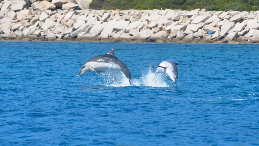 From Olbia: RIB Tour to Capo Figari with Dolphin Sighting - What the $77 price really covers