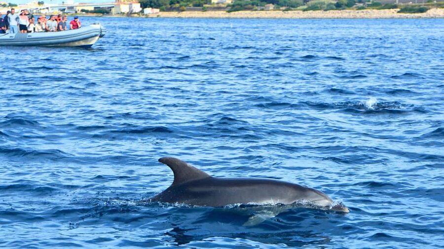 From Olbia: RIB Tour to Capo Figari with Dolphin Sighting - Languages, planning, and practical details