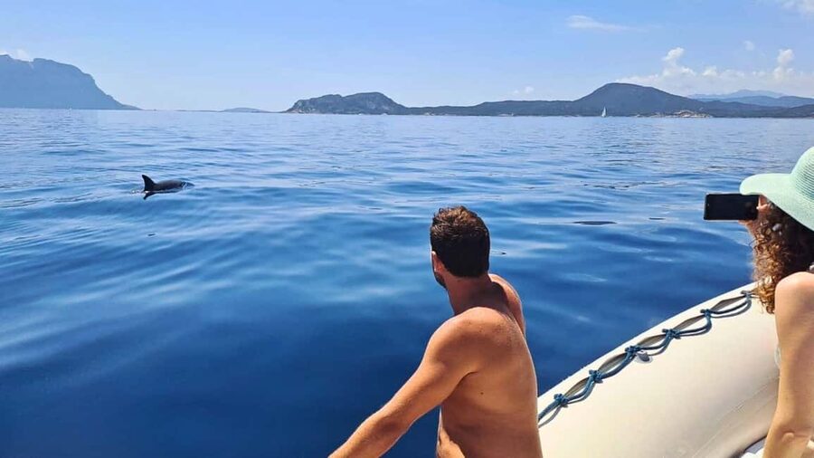 From Olbia: RIB Tour to Capo Figari with Dolphin Sighting - Watching dolphins around Figarolo
