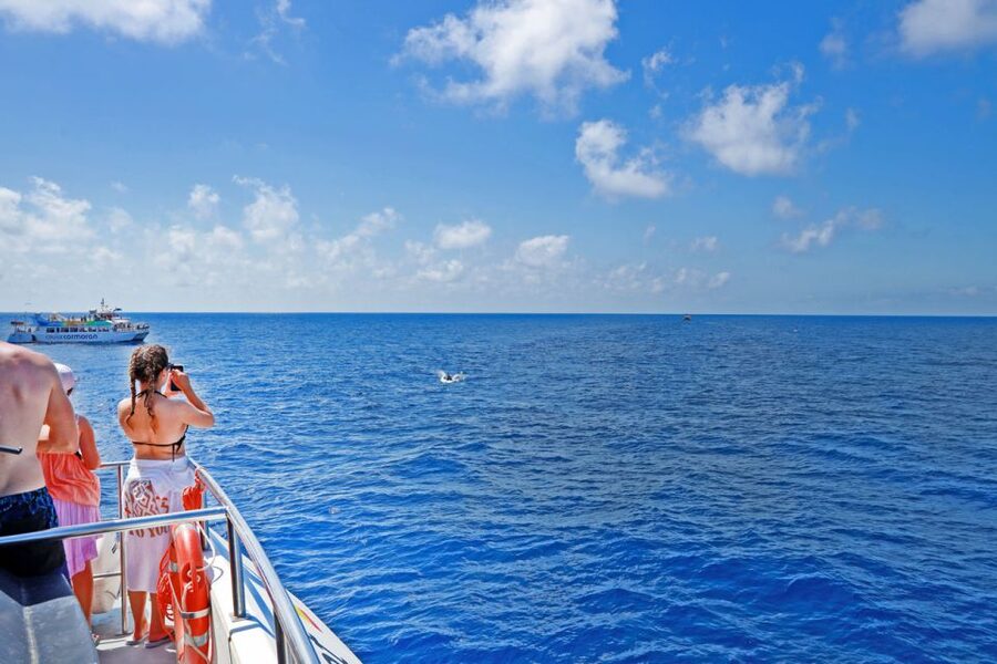 From Paguera: Dolphin Watching Cruise in a Glass-Bottom Boat - Dolphins first, coastline second