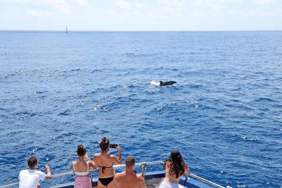From Paguera: Dolphin Watching Cruise in a Glass-Bottom Boat - How the 1.5-hour and longer cruises differ