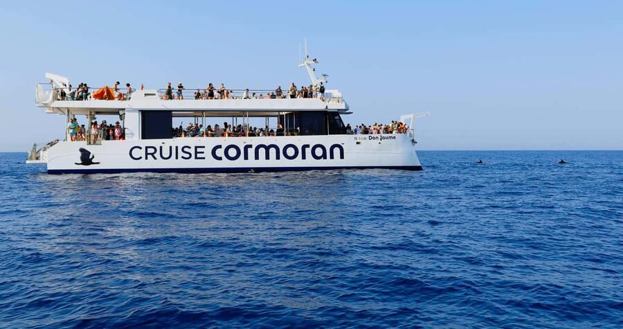 From Paguera: Dolphin Watching Cruise in a Glass-Bottom Boat - The glass bottom is not the main attraction