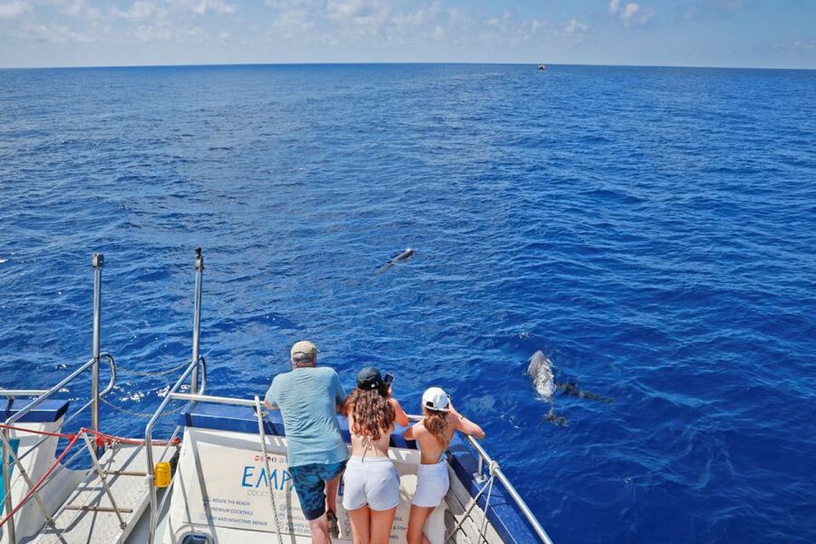 From Palma: 3-Hour Morning Dolphin Watching Boat Tour - FAQ