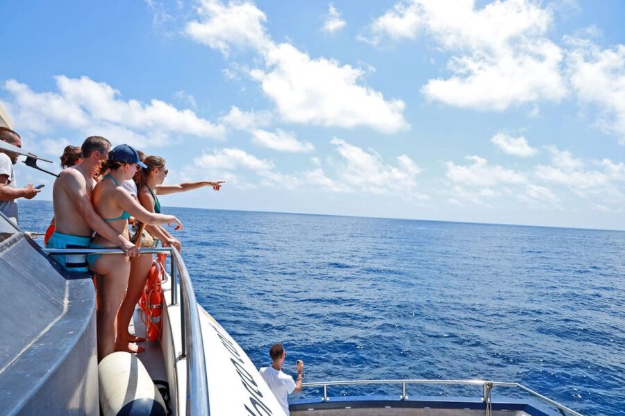 From Palma: 3-Hour Morning Dolphin Watching Boat Tour - What the $63 price really buys you