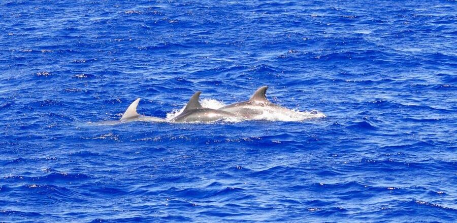 From Palma: 3-Hour Morning Dolphin Watching Boat Tour - Who will enjoy this boat trip most