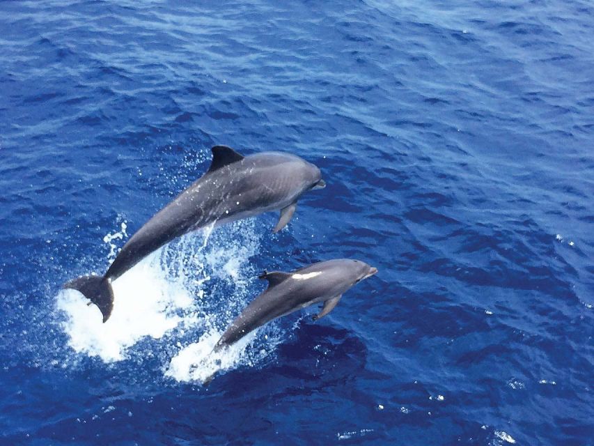 From Palma: 3-Hour Morning Dolphin Watching Boat Tour - Finding dolphins in open water